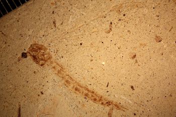 Media type: image;   Entomology PALE-13599